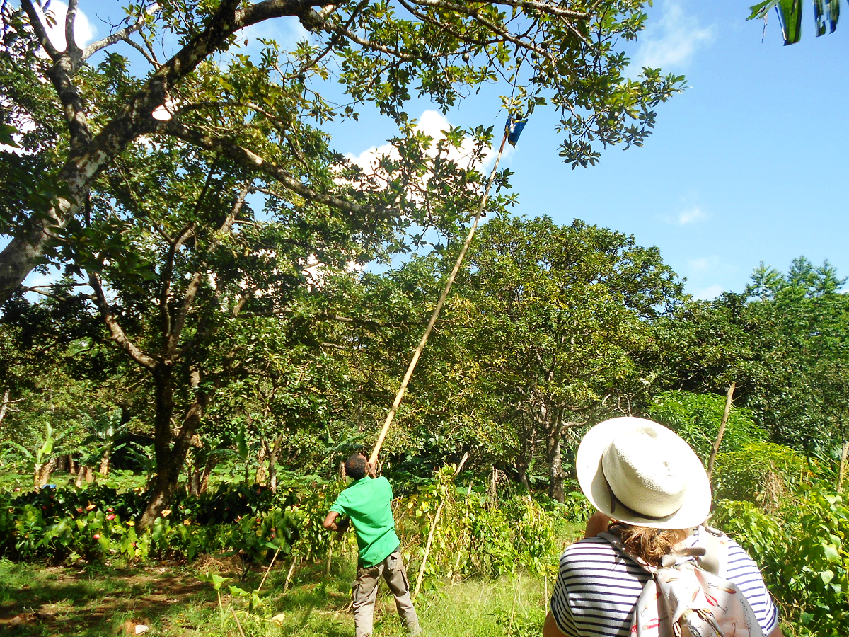 Wyspa Dominika. Wyspa Dominika.
