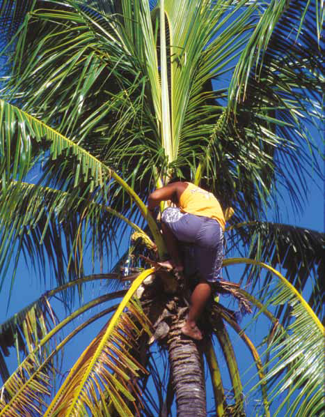 Zbieranie soku z palmy. Zbieranie soku z palmy.