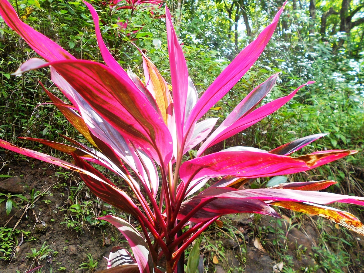 Bwa Carib - kwiat Dominiki.