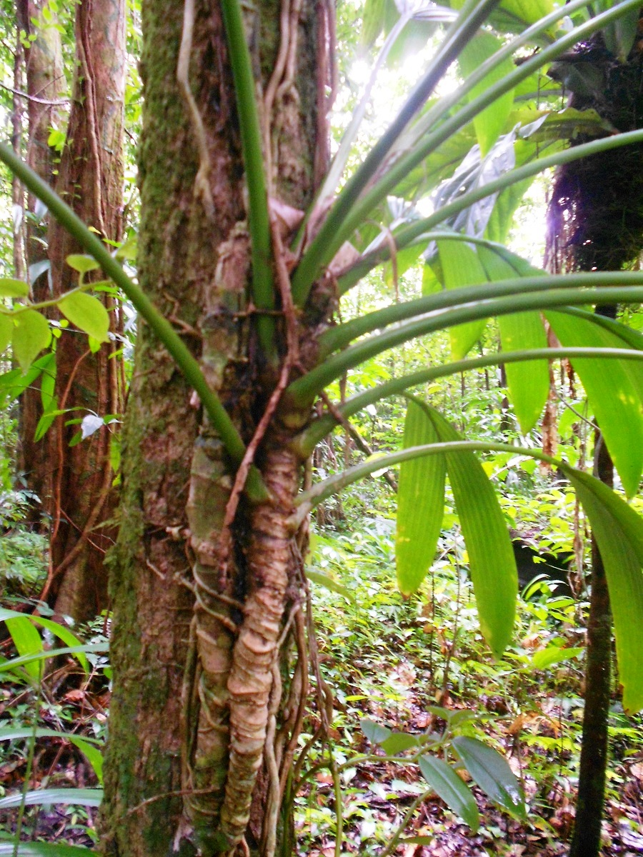 Roślinność na Dominice.