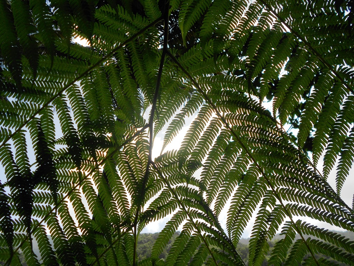Roślinność na Dominice.